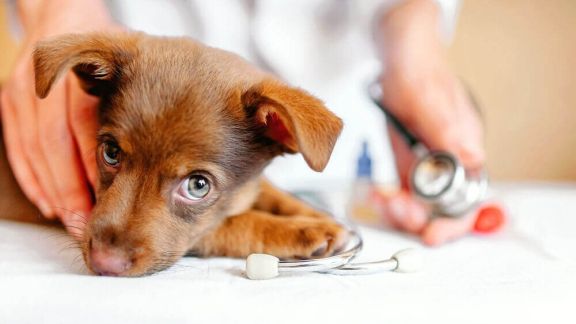 Уход за щенком с 1 по 5 месяц – как правильно кормить щенка – ProPlan